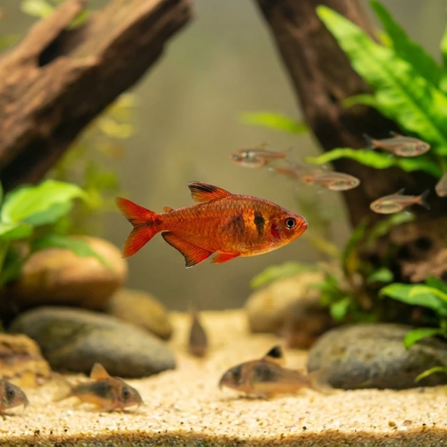 Cardinal Brachyrhaphis