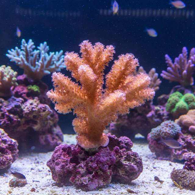Carnation Coral