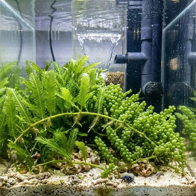 Caulerpa