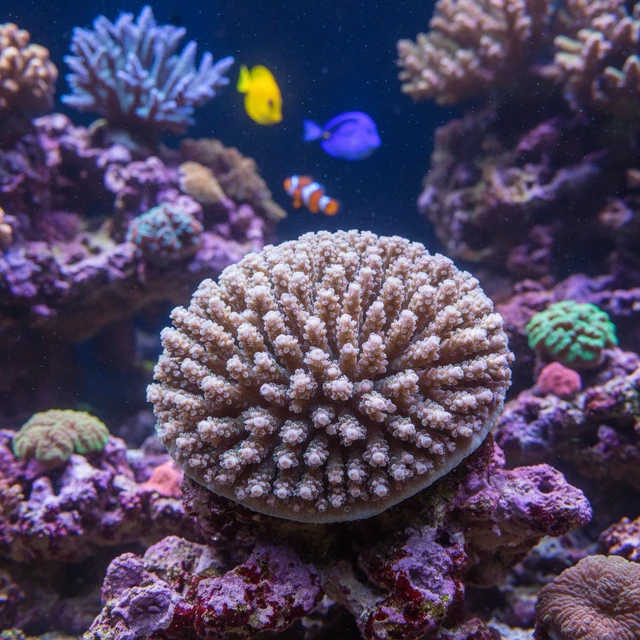 Cauliflower Coral