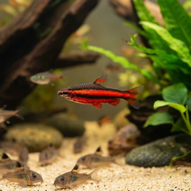 Cenepa Red Pencilfish