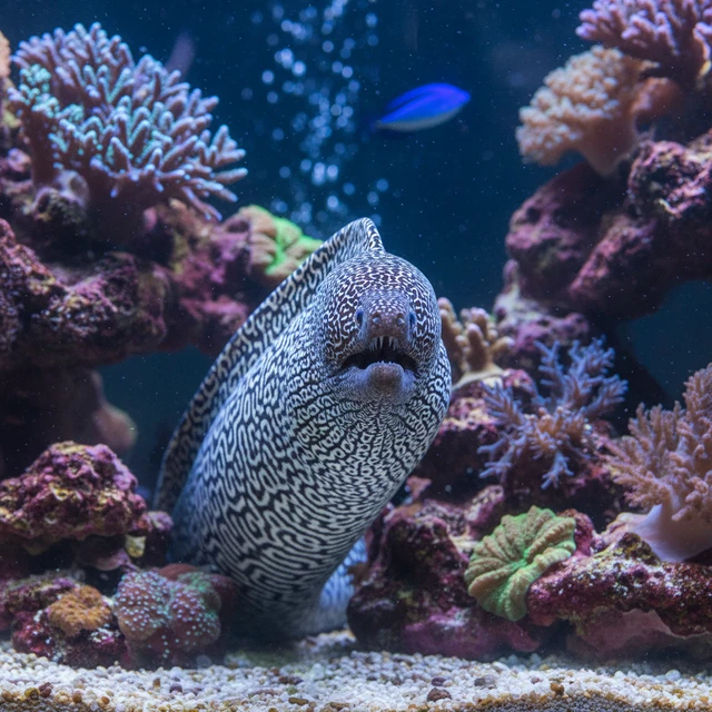 Chainlink Moray Eel