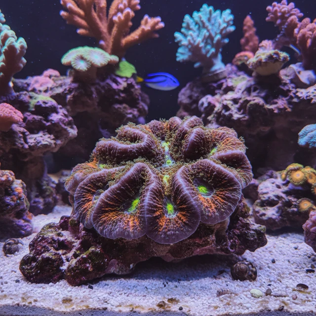 Chalice Coral