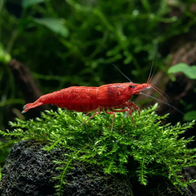 Cherry Shrimp