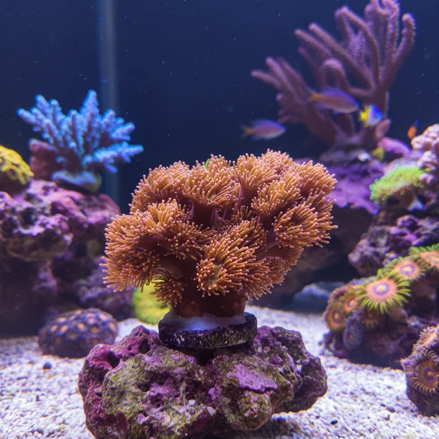 Chili Coral