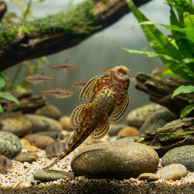 Chinese Hillstream Loach