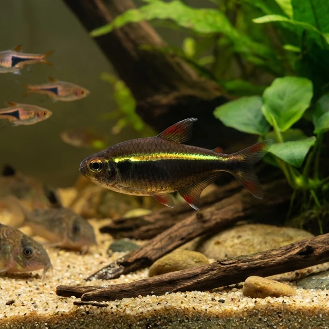 Chocolate Neon Tetra
