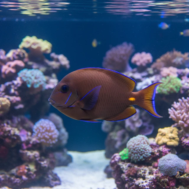 Chocolate Surgeonfish
