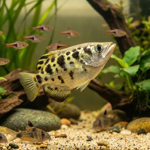 Clouded Archerfish