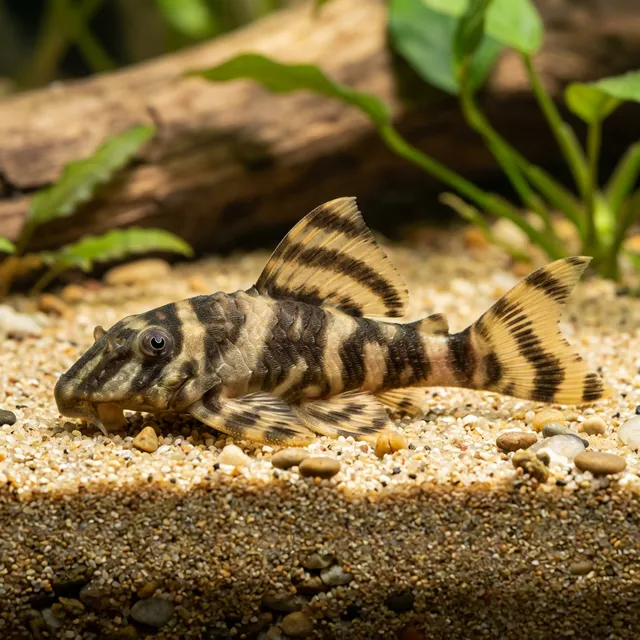 Clown Pleco
