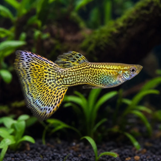 Cobra Guppy