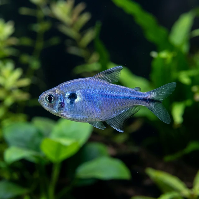 Cochu's Blue Tetra
