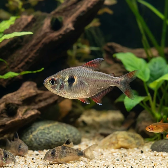Coffee Bean Tetra