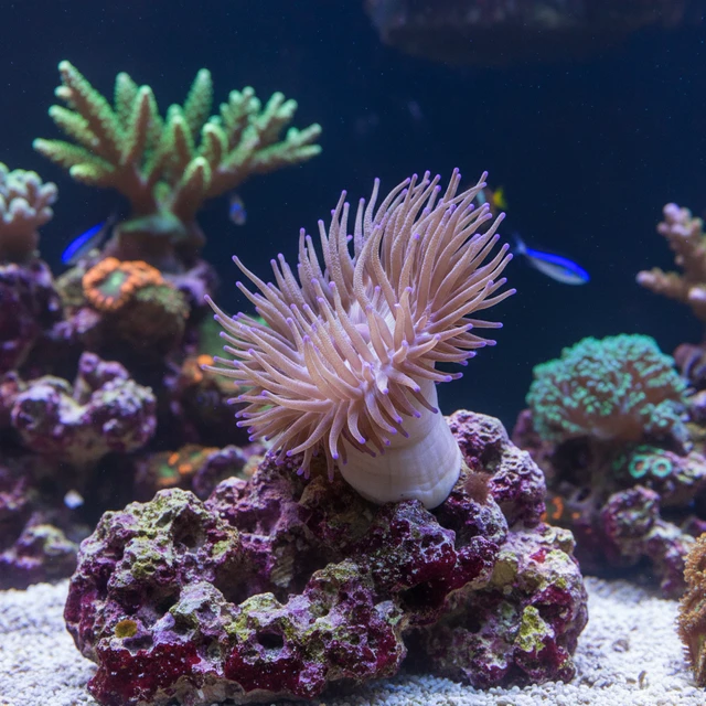 Condylactis Anemone
