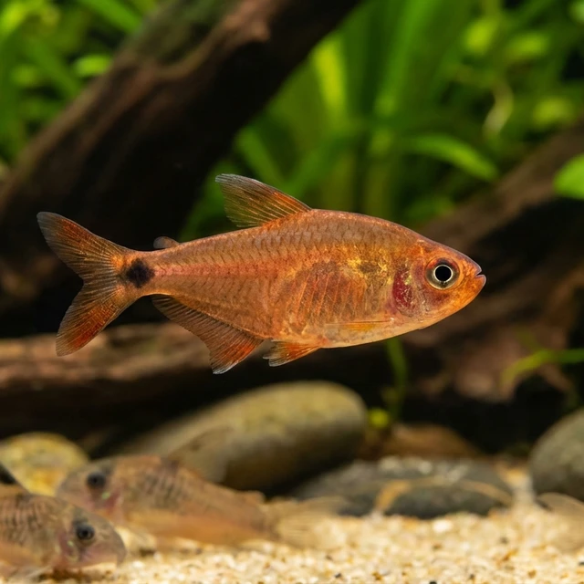 Copei Tetra