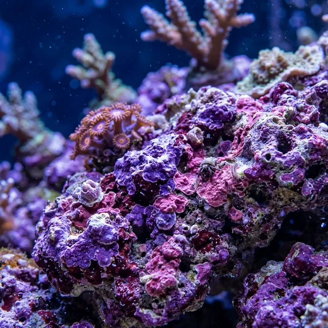 Coralline Algae