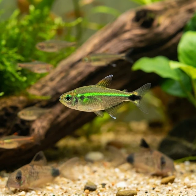 Costello Tetra