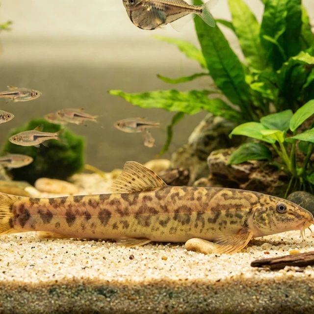 Cow River Loach