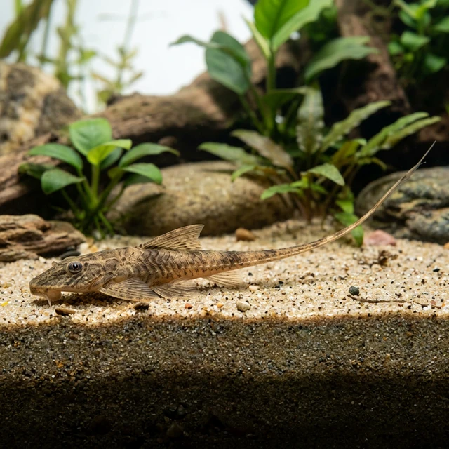 Cowboy Whiptail Catfish