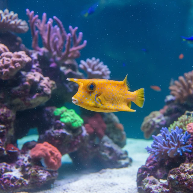 Cowfish