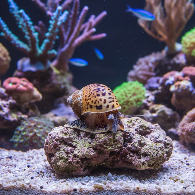 Cowrie Snail
