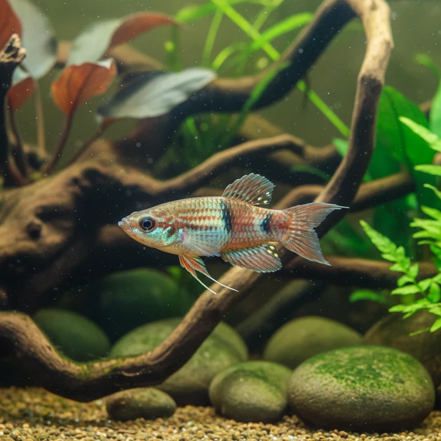 Croaking Gourami