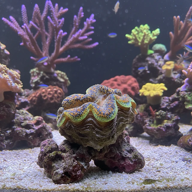Crocea Clam