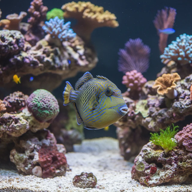 Crosshatch Triggerfish