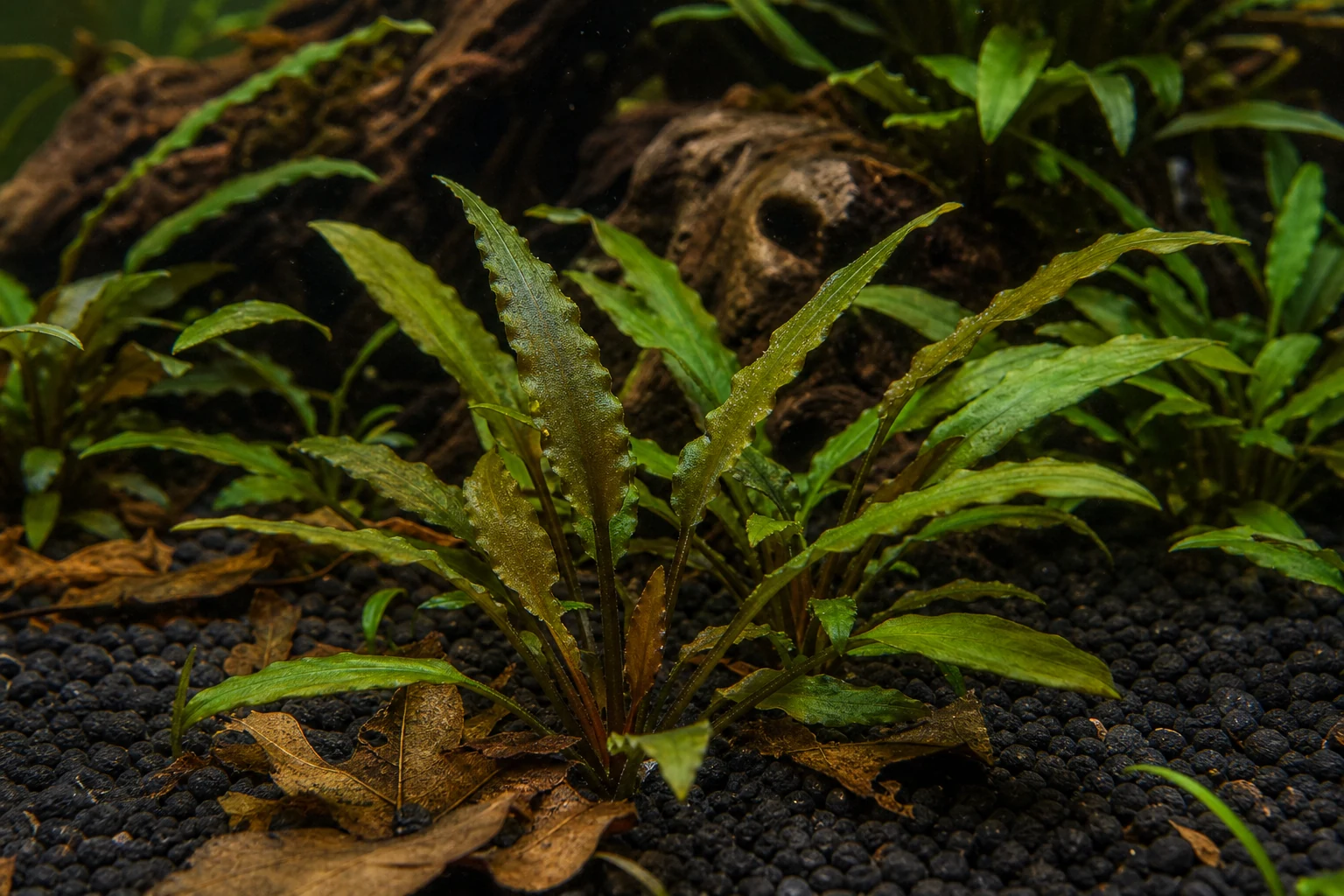 Crypt Lutea