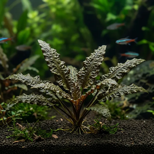 Cryptocoryne Wendtii