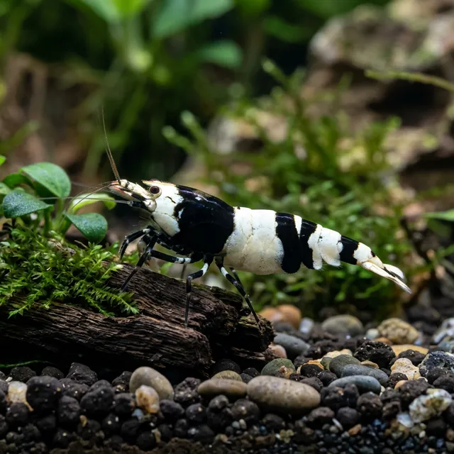 Crystal Black Shrimp