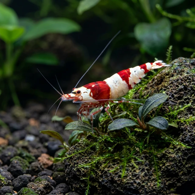 Crystal Red Shrimp
