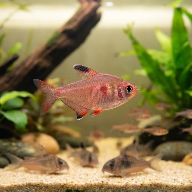 Crystalline Rosy Tetra