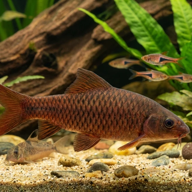 Curmuca Barb