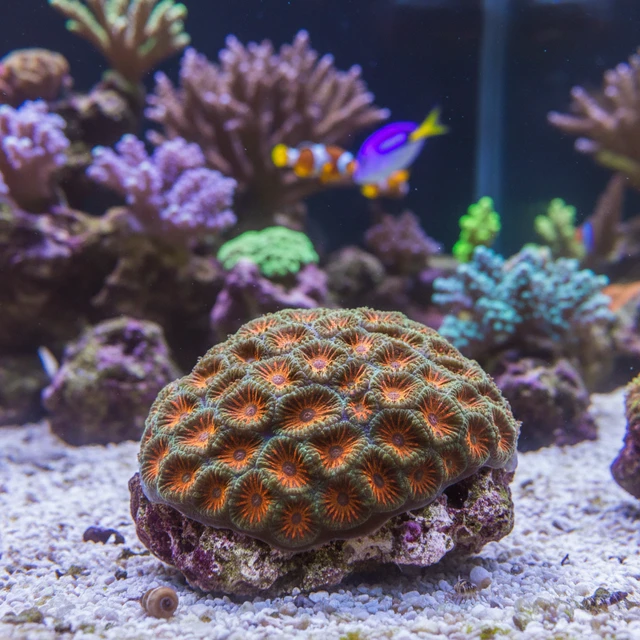 Cyphastrea Coral