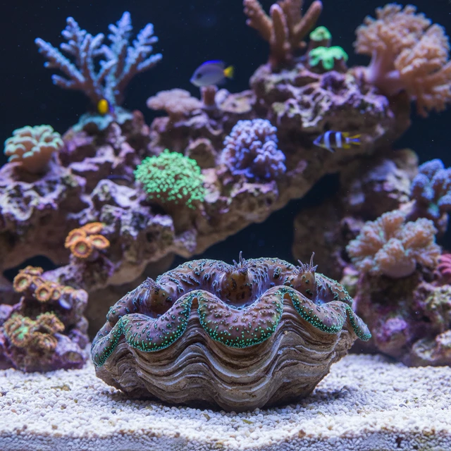 Derasa Clam