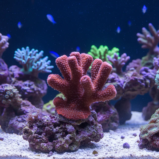 Devil's Hand Coral