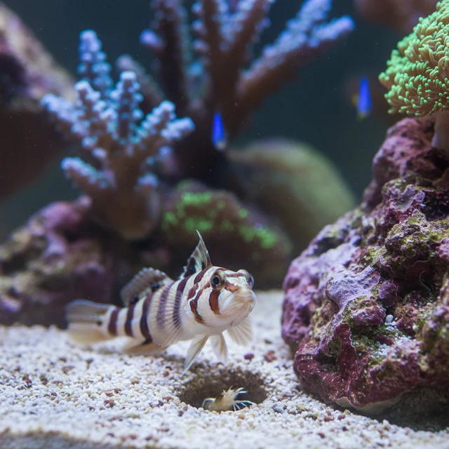Diagonal Shrimp Goby