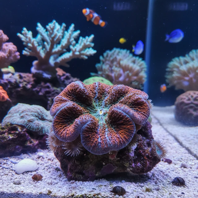 Discosoma Mushroom