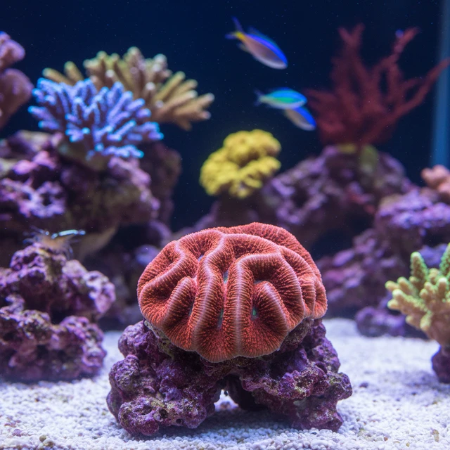 Dome Razor Coral
