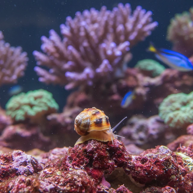 Dove Snail