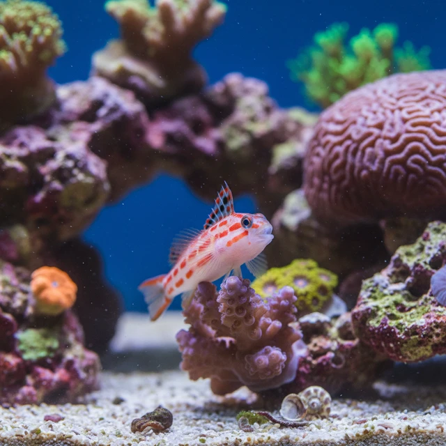Dracula Goby