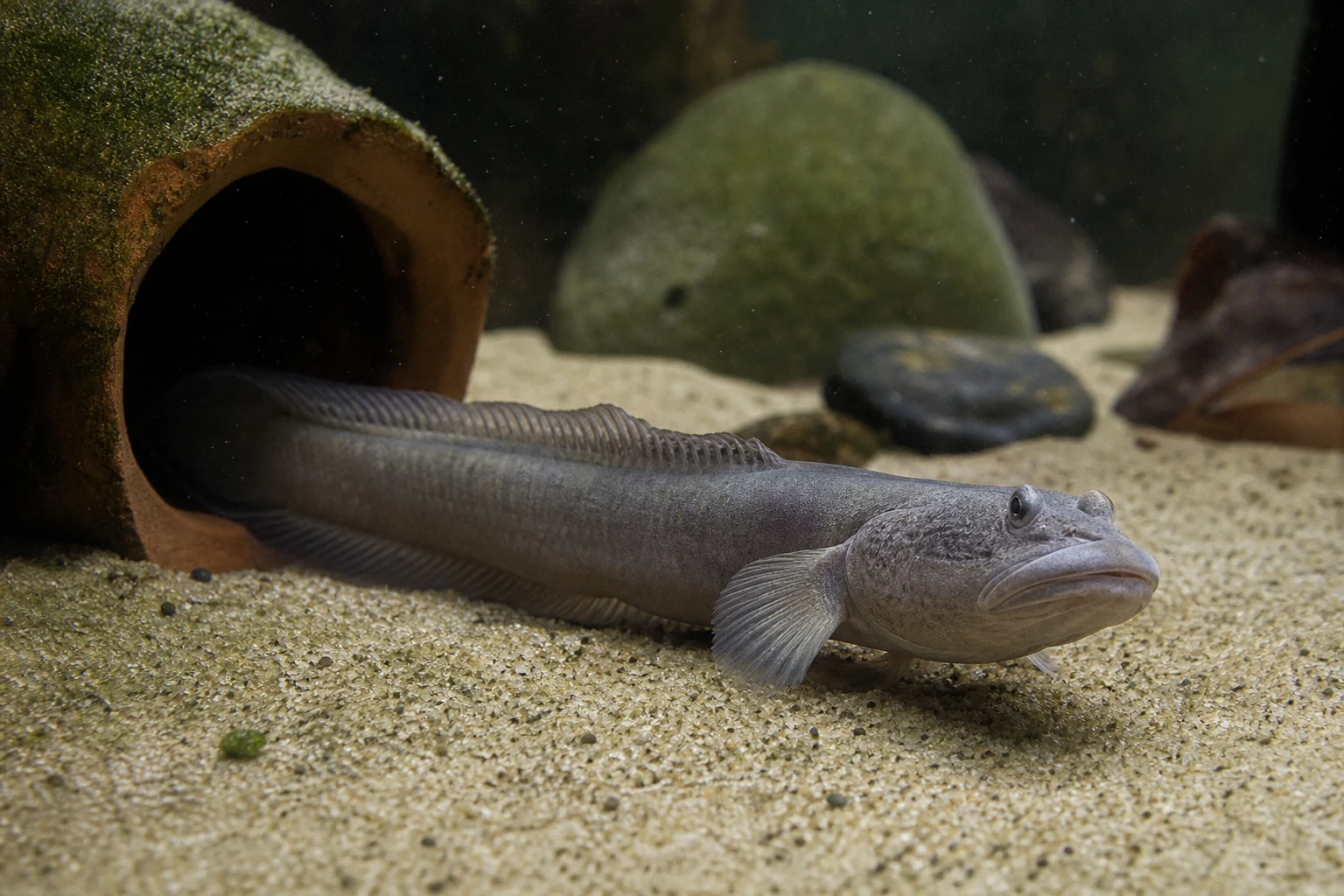 Dragon Goby / Violet Goby