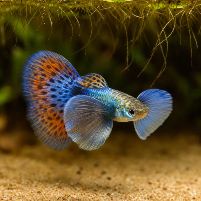 Dumbo Ear Guppy