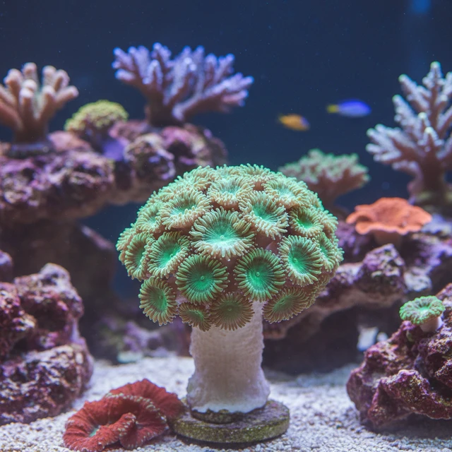 Duncan Coral