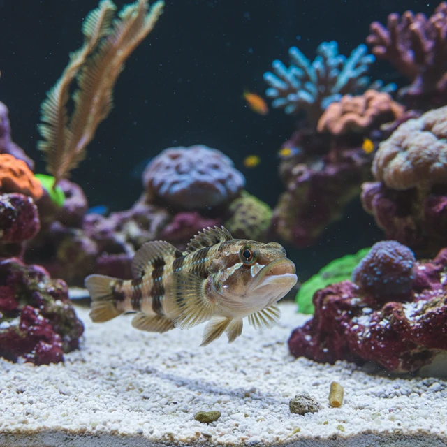 Dusky Jawfish
