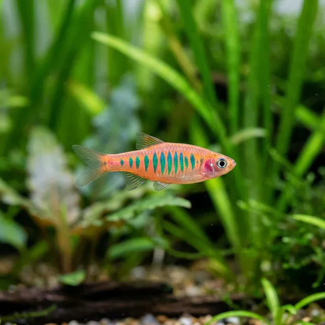 Dwarf Emerald Rasbora