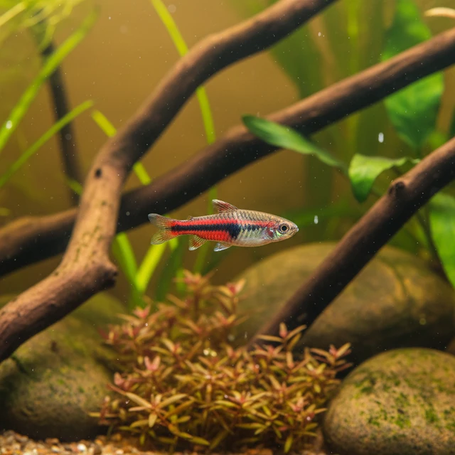 Dwarf Pencilfish