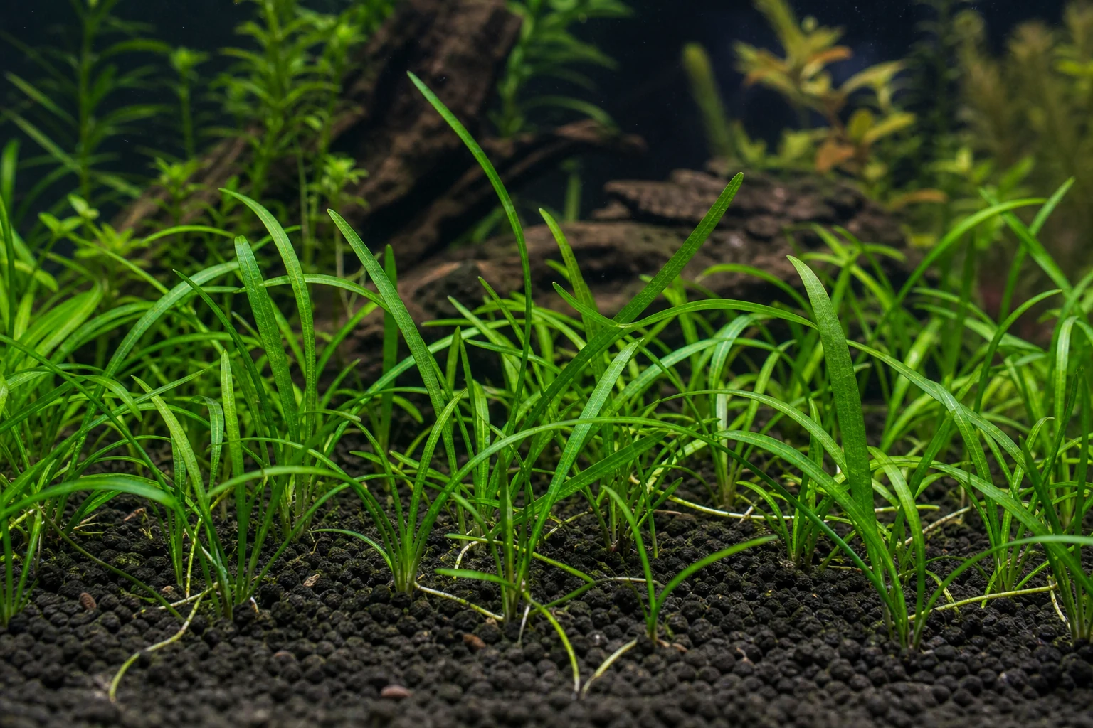 Dwarf Sagittaria