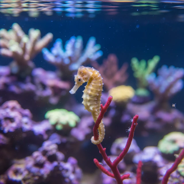 Dwarf Seahorse
